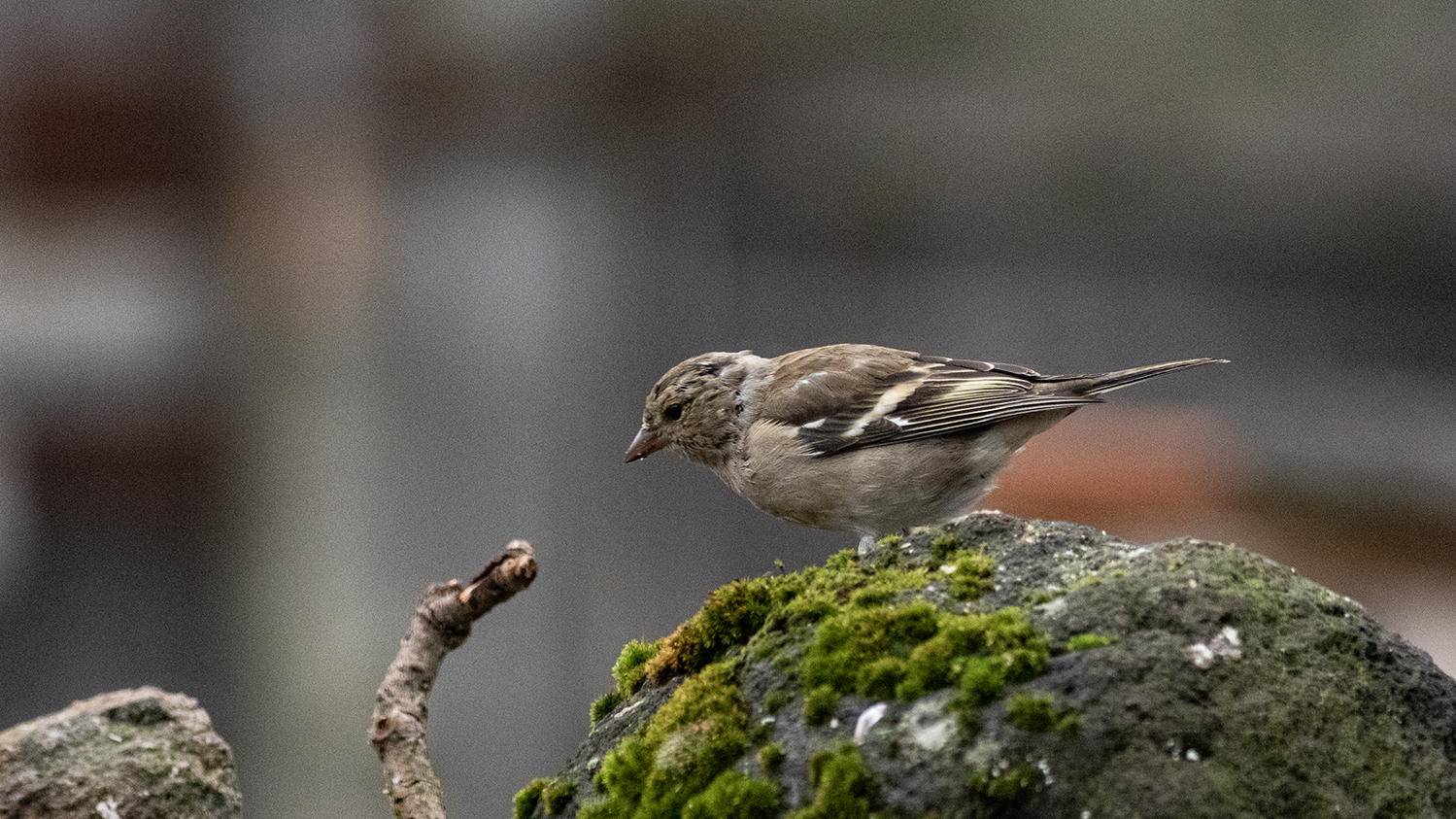 Common Chaffinch